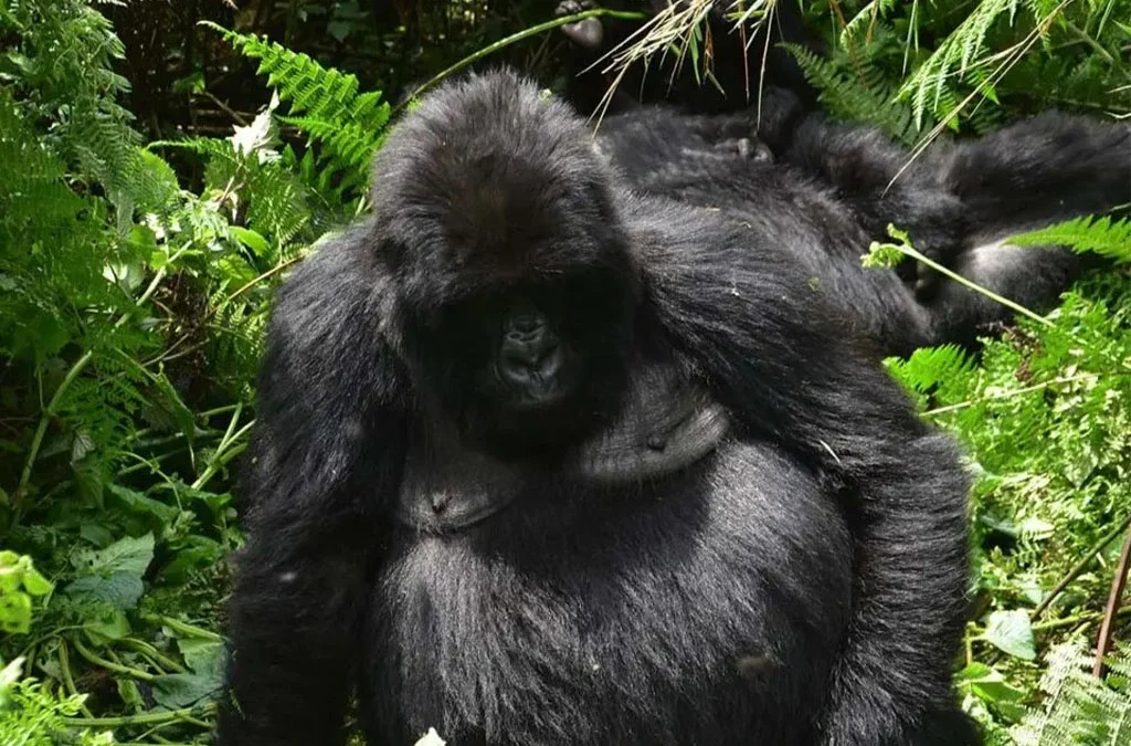 Primate Safaris and Tours in Rwanda