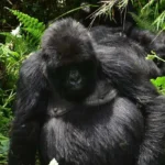 Primate Safaris and Tours in Rwanda