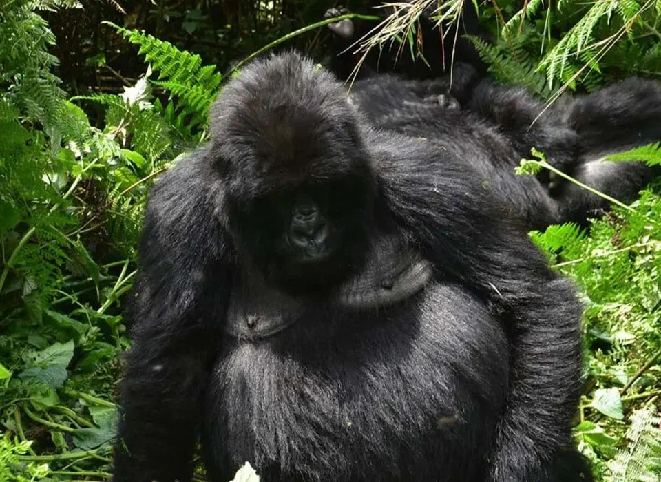 Primate Safaris and Tours in Rwanda