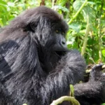 Budget Gorilla Trekking in Uganda