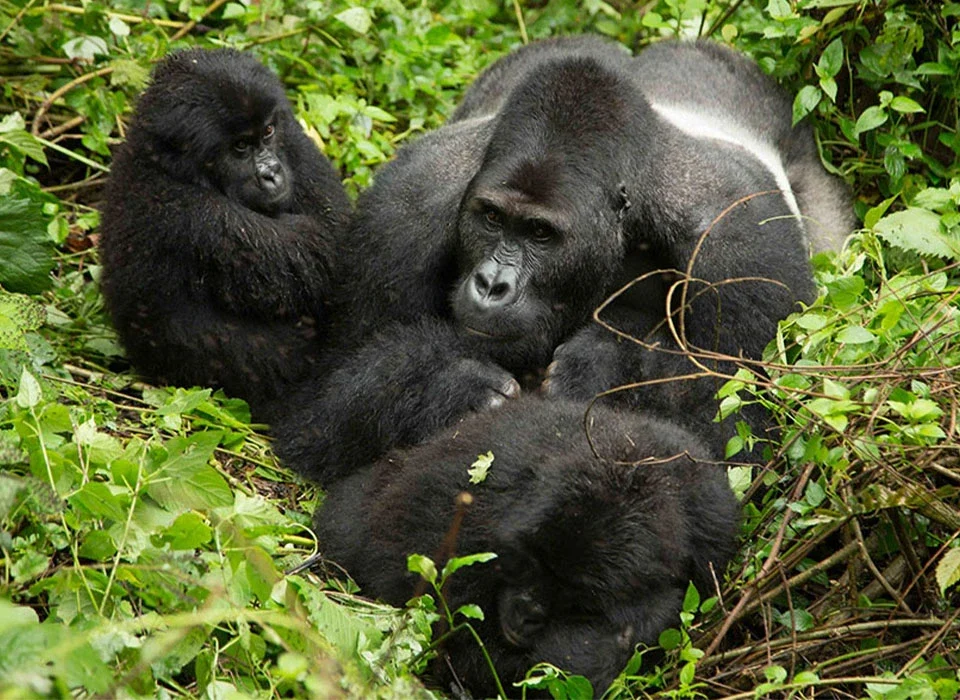 A Complete Guide to Ruhija Gorilla Permits in Bwindi Impenetrable National Park