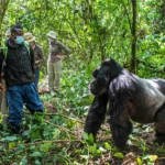 How Do Gorillas Adapt to Their Environment?
