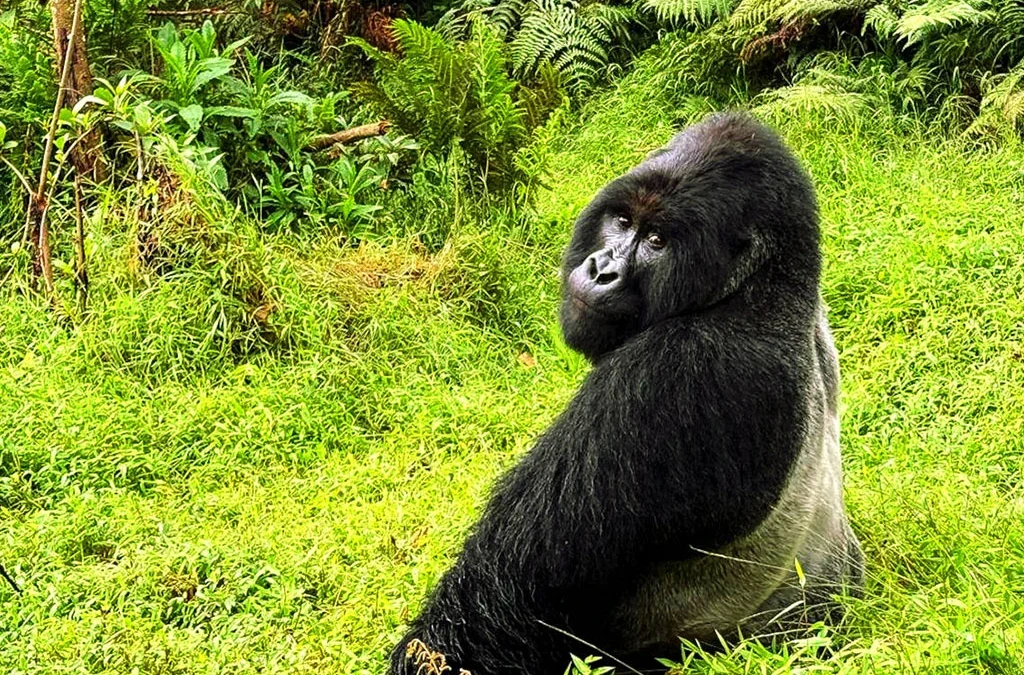 How to Spend More Time with Mountain Gorillas in Uganda