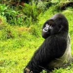 How to Spend More Time with Mountain Gorillas in Uganda