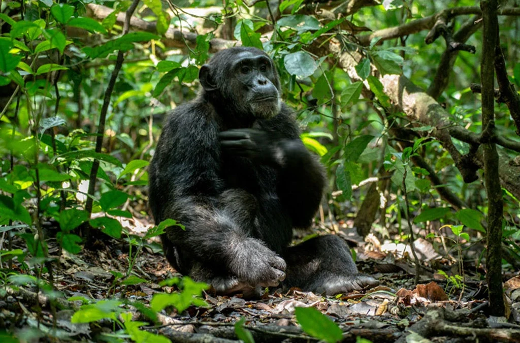 Tracking Chimpanzees in Kalinzu Forest