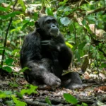 Tracking Chimpanzees in Kalinzu Forest