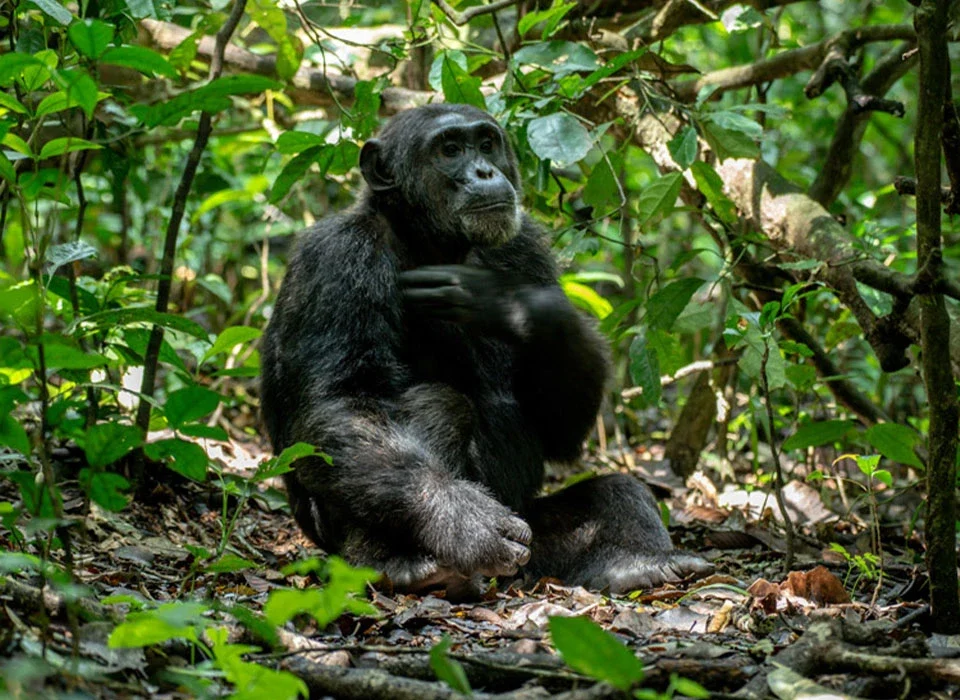 Tracking Chimpanzees in Kalinzu Forest