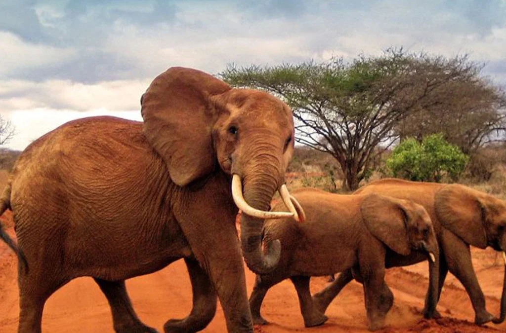 Desert Elephants in Tsavo National Park