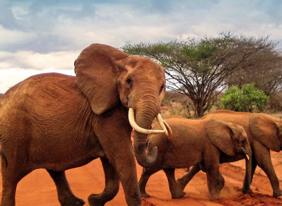 Desert Elephants in Tsavo National Park