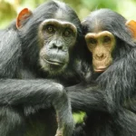 The Ultimate Guide to Visiting Kibale National Park