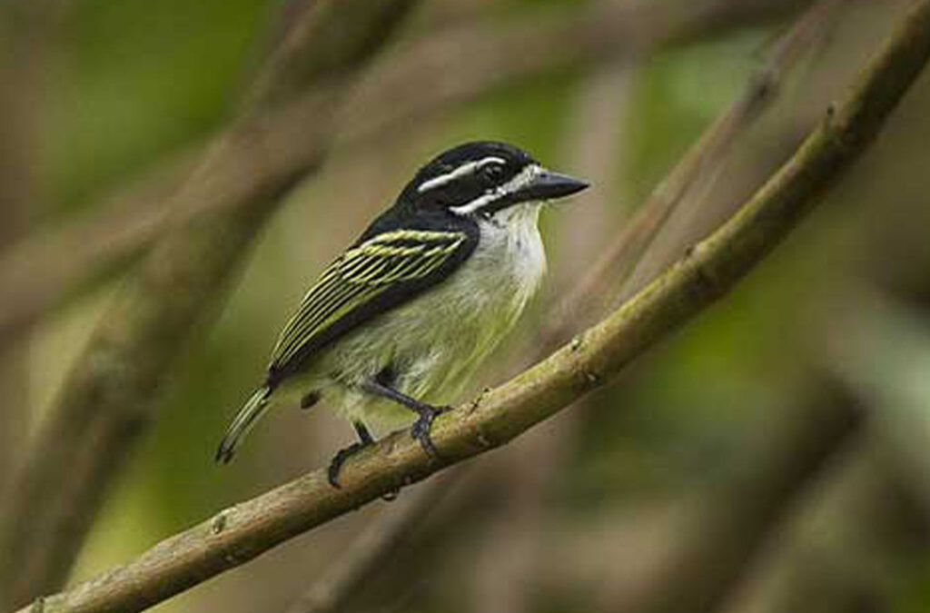 What Birds Can I See During Chimp Tracking?