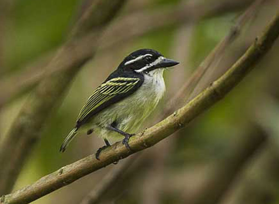 What Birds Can I See During Chimp Tracking?