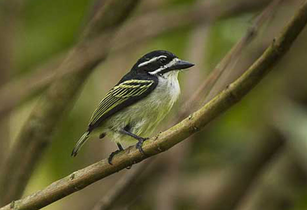 What Birds Can I See During Chimp Tracking?