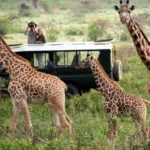 What You Should Know Before Traveling to Rwanda