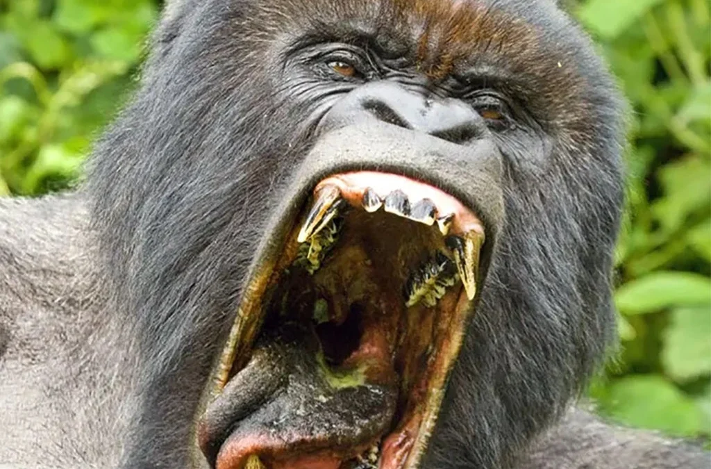What to Expect on a Gorilla Trek in Rwanda