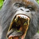 What to Expect on a Gorilla Trek in Rwanda