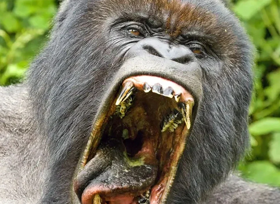 What to Expect on a Gorilla Trek in Rwanda
