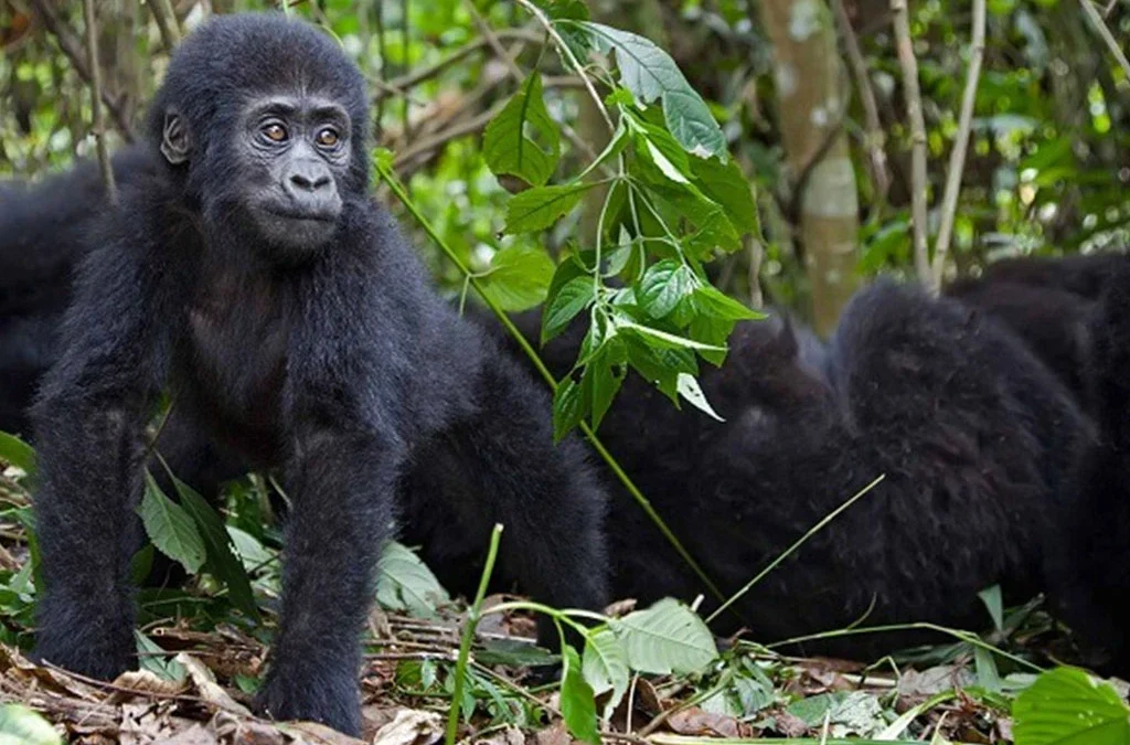 Why Is Rwanda’s Exclusive Gorilla Trekking So Expensive?