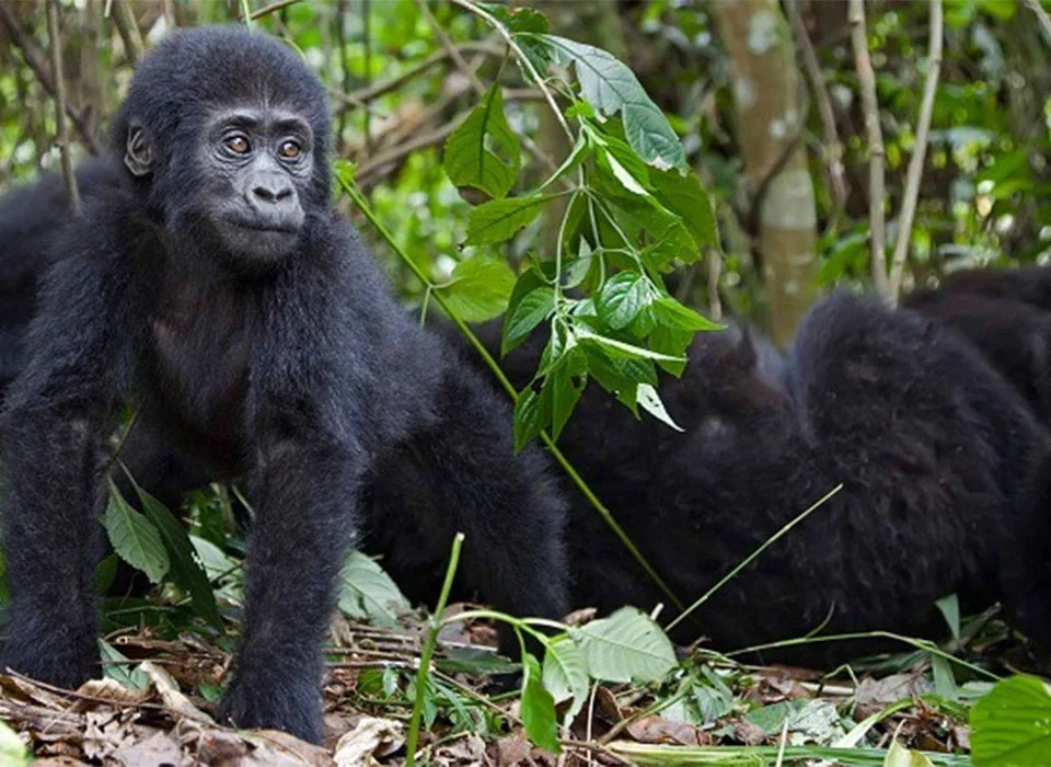 Why Is Rwanda’s Exclusive Gorilla Trekking So Expensive?