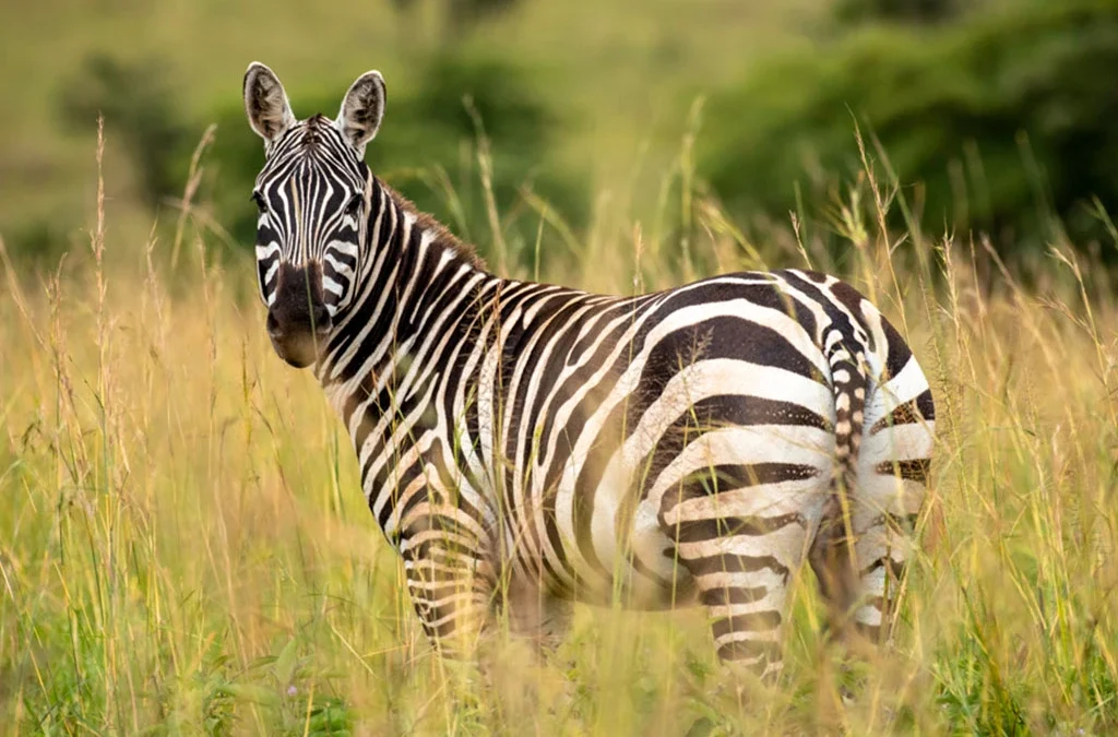 Wildlife in Kidepo Valley National Park