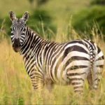 Wildlife in Kidepo Valley National Park
