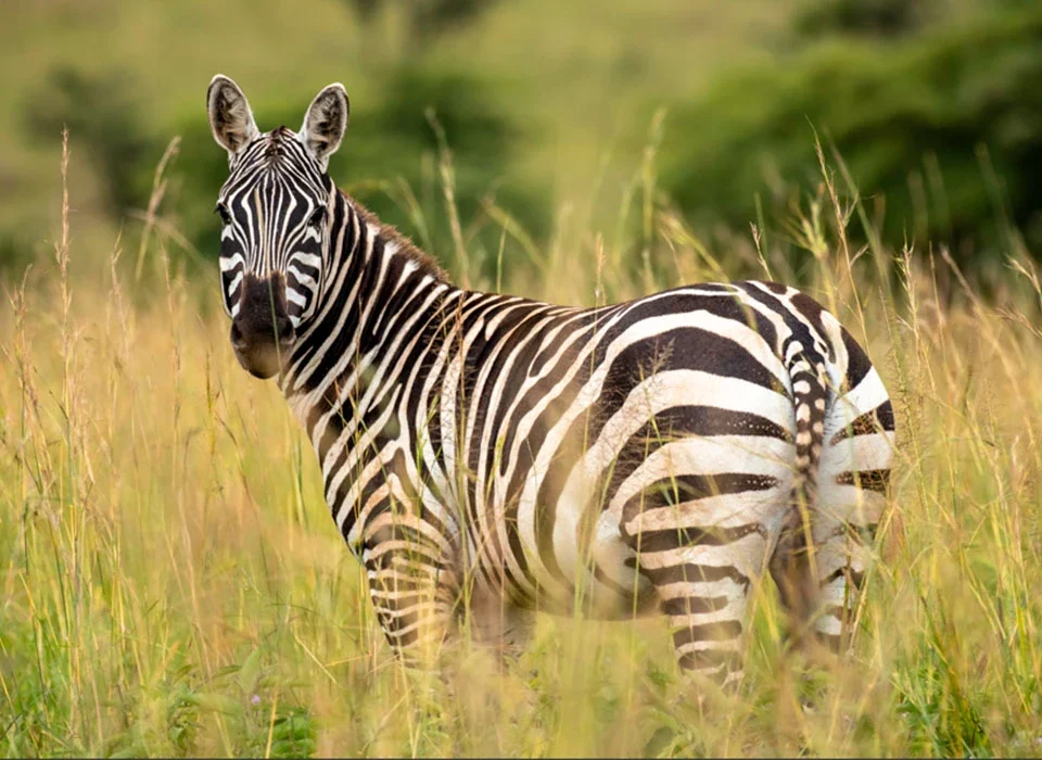 Wildlife in Kidepo Valley National Park