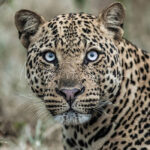 Can I See the Big Five on Foot?