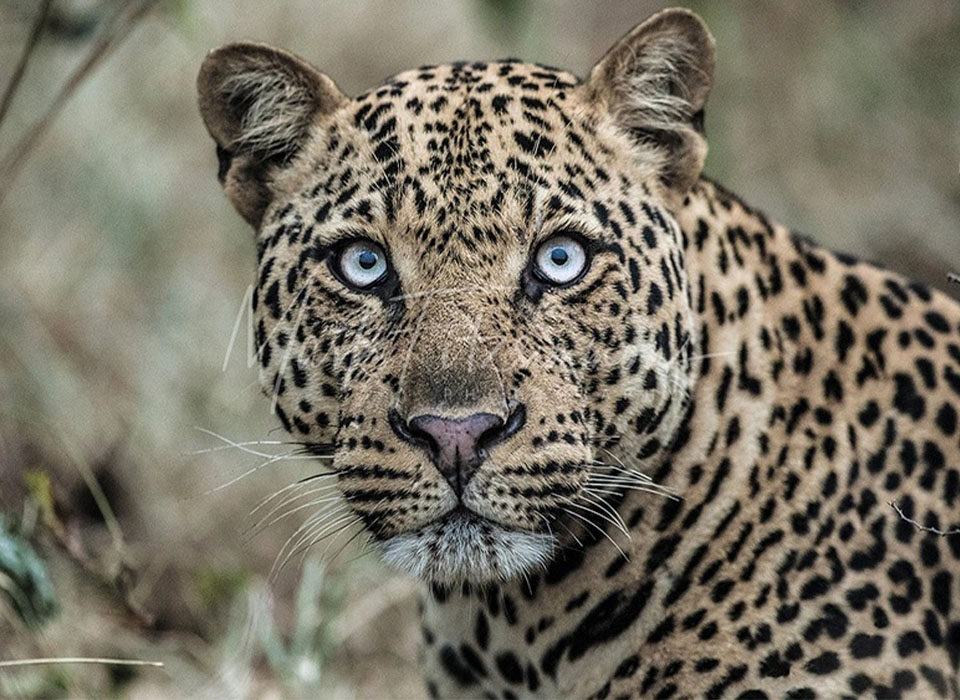 Can I See the Big Five on Foot? 
