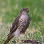 Birding in Lake Mburo National Park