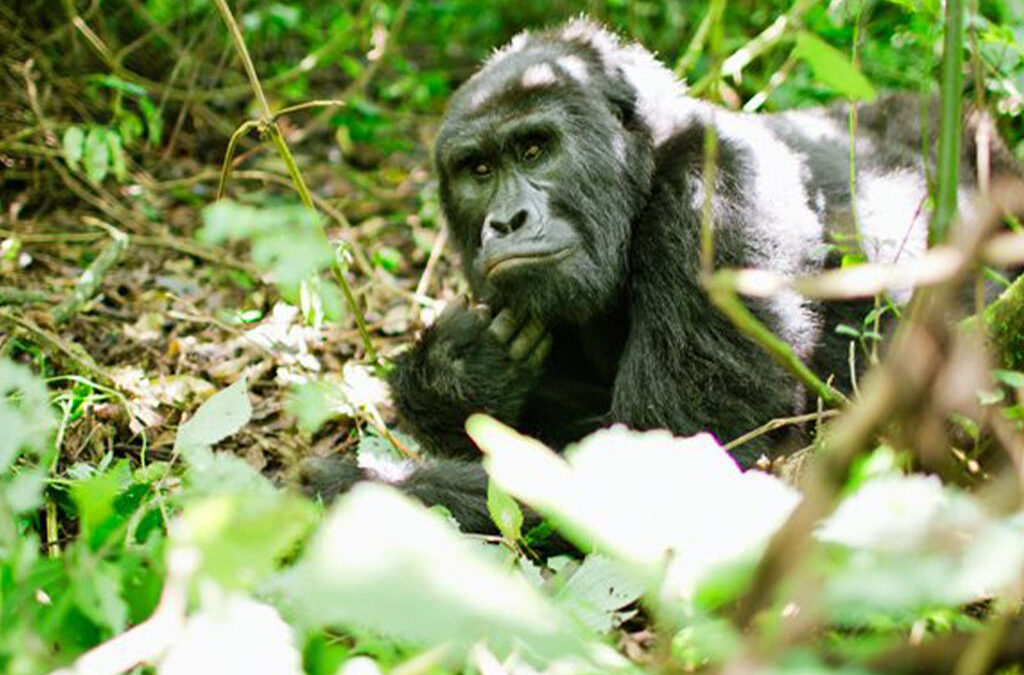 Best Sector for Short Gorilla Treks in Bwindi