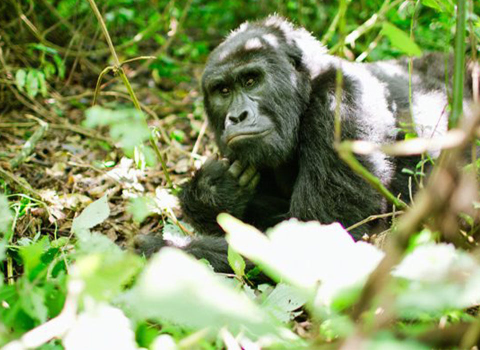 Best Sector for Short Gorilla Treks in Bwindi