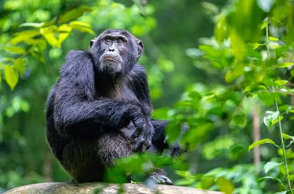 How Many Days Do You Need for Chimpanzee Trekking in Uganda?