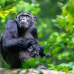 How Many Days Do You Need for Chimpanzee Trekking in Uganda?