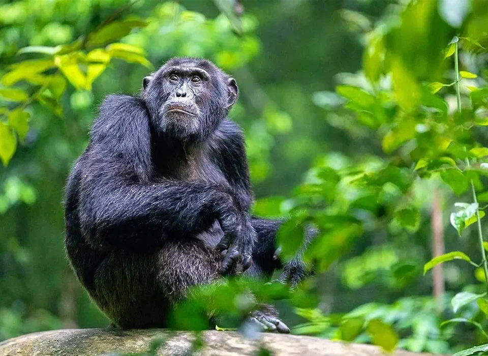 How Many Days Do You Need for Chimpanzee Trekking in Uganda?