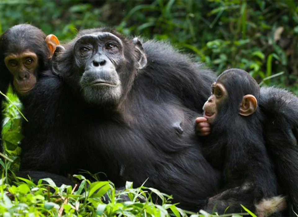 Chimpanzee Trekking in Rwanda