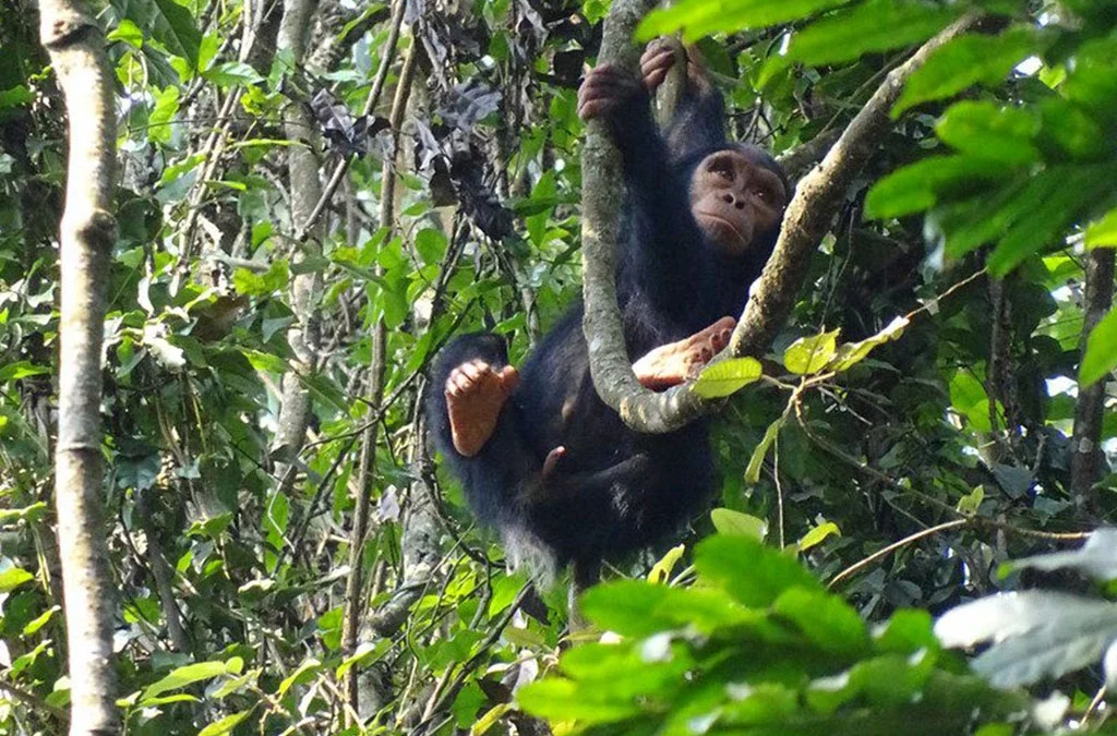 Do You Need a Permit for Chimpanzee Trekking in Rwanda?