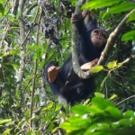 Do You Need a Permit for Chimpanzee Trekking in Rwanda?