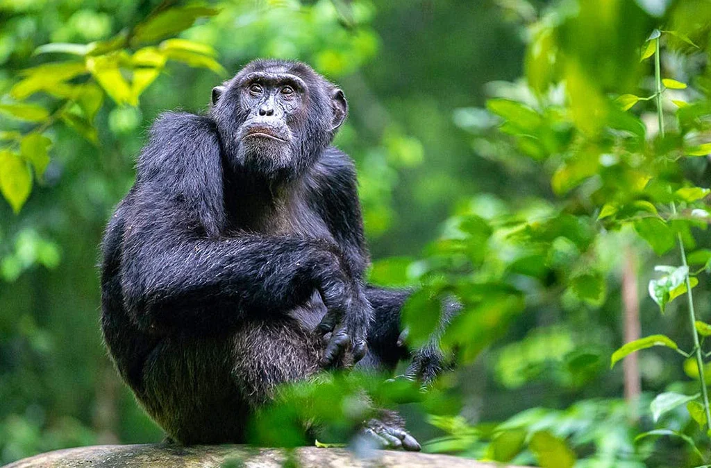 Kalinzu Forest Reserve Travel Guide 2027