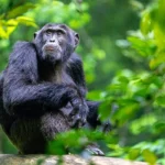 Kalinzu Forest Reserve Travel Guide 2027