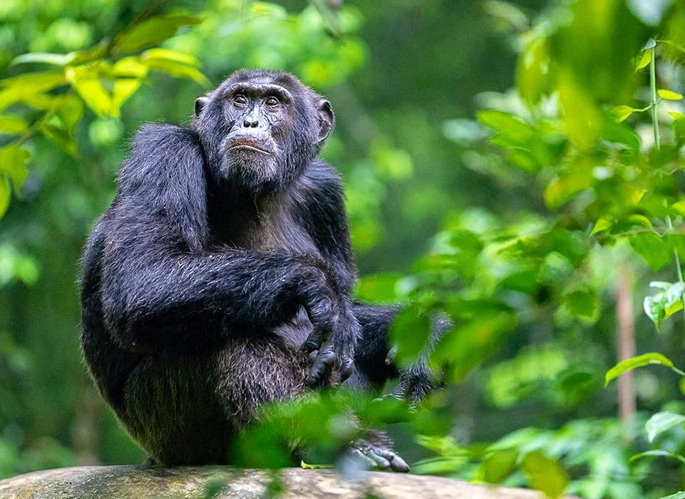 Kalinzu Forest Reserve Travel Guide 2027