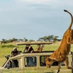 How Long Does a Typical Game Drive Last?