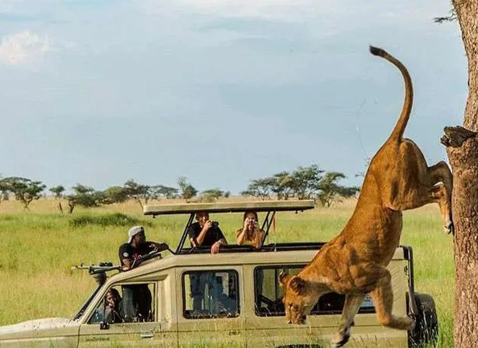 How Long Does a Typical Game Drive Last?