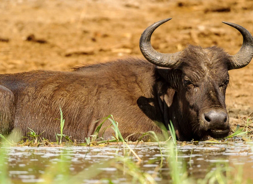 Interesting Facts About the African Buffalo
