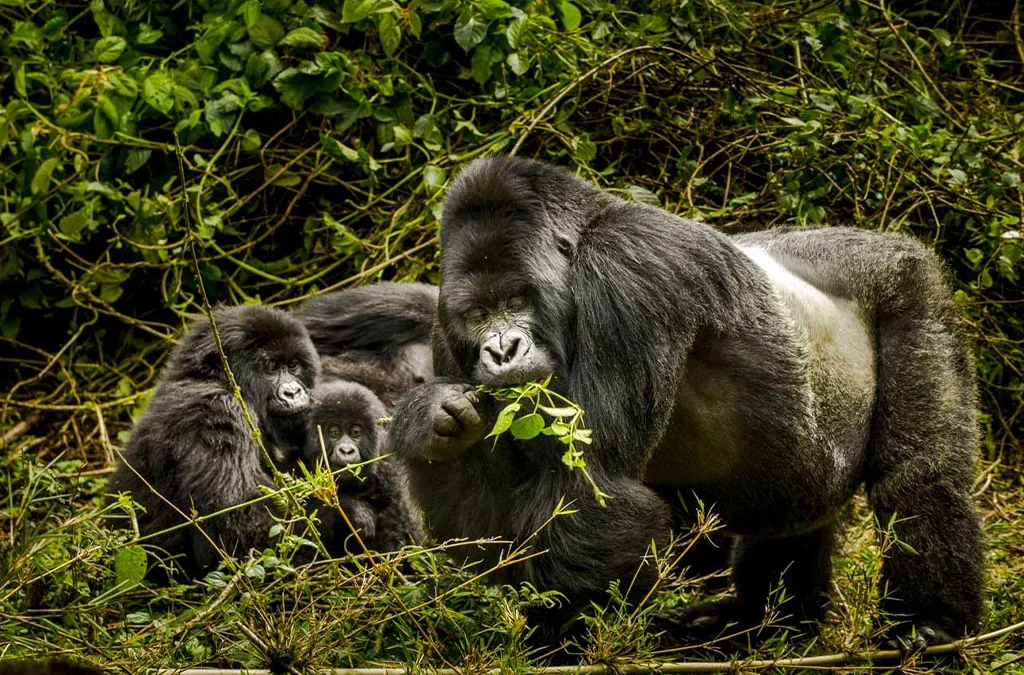 What You Need to Know About Gorilla Behavior Before Your Gorilla Trek