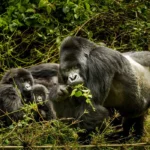 What You Need to Know About Gorilla Behavior Before Your Gorilla Trek