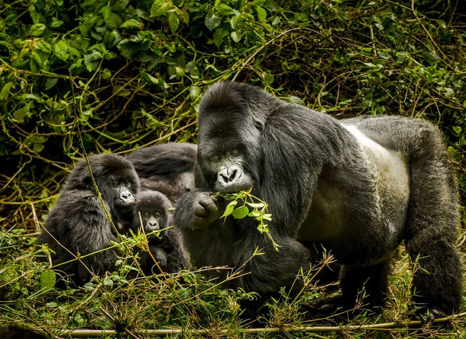 What You Need to Know About Gorilla Behavior Before Your Gorilla Trek