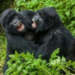 Can Beginners Participate in Gorilla Habituation?