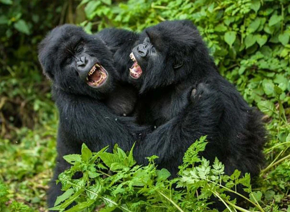 Can Beginners Participate in Gorilla Habituation?