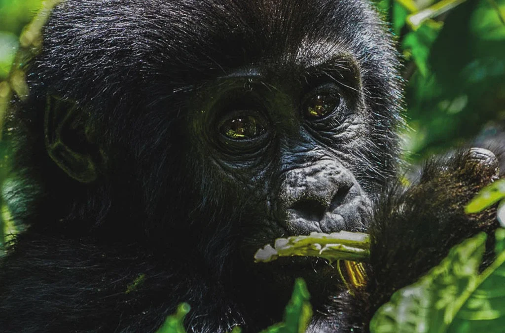 Why Conservation Makes Gorilla Trekking Prices Worth Every Dollar