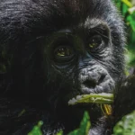 Why Conservation Makes Gorilla Trekking Prices Worth Every Dollar